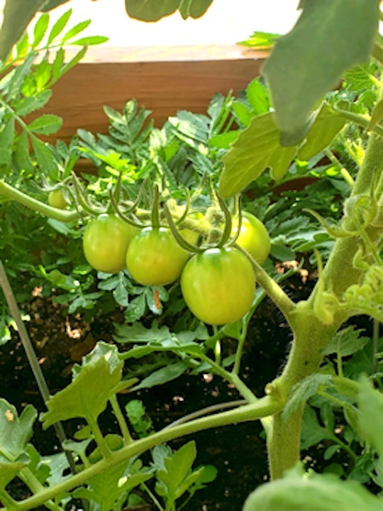 Tomatoes